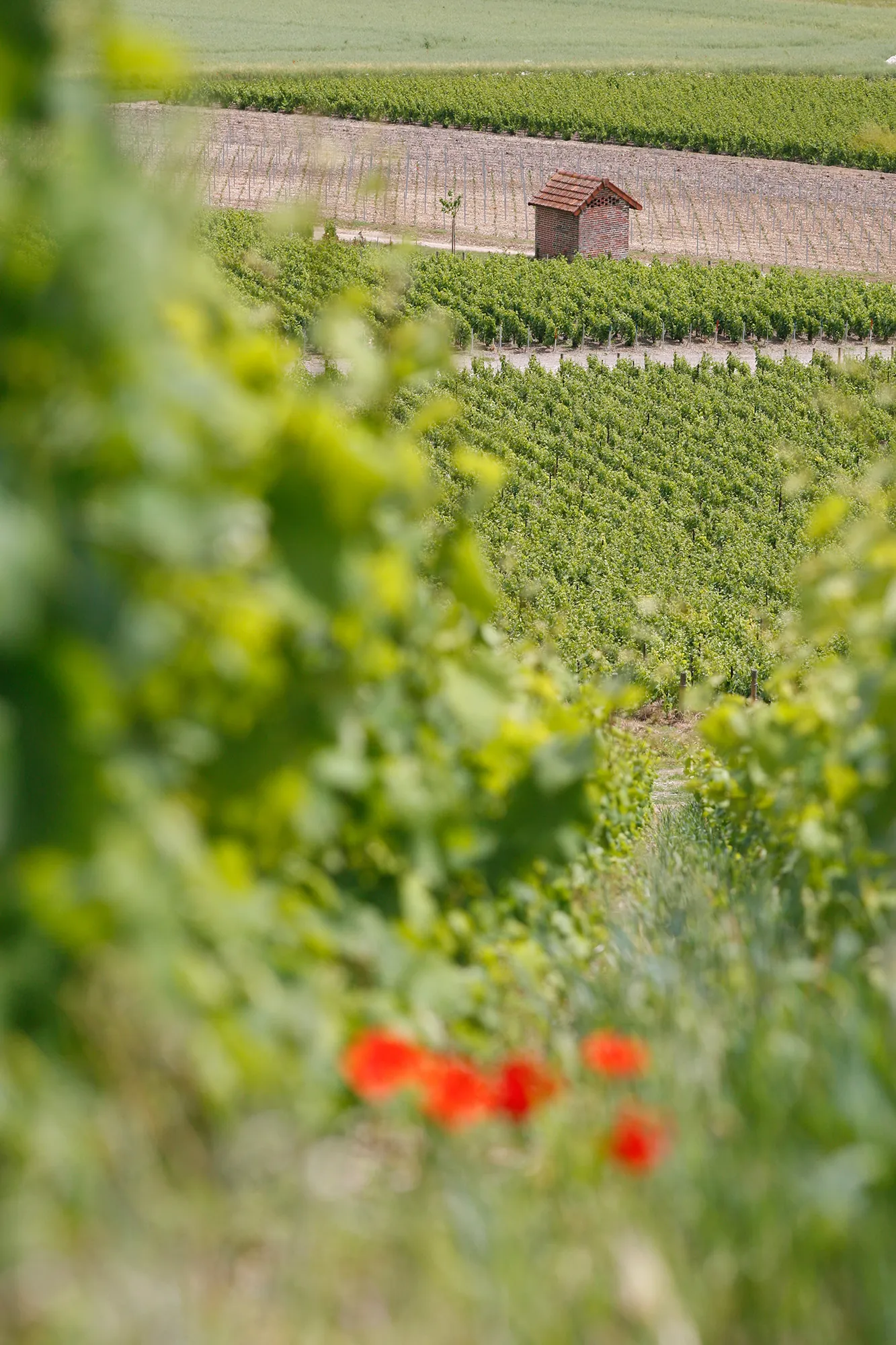 Vue sur les vignes et une loge champenoise