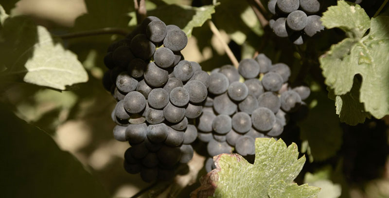 Champagnes du Champagne Adam Méreaux