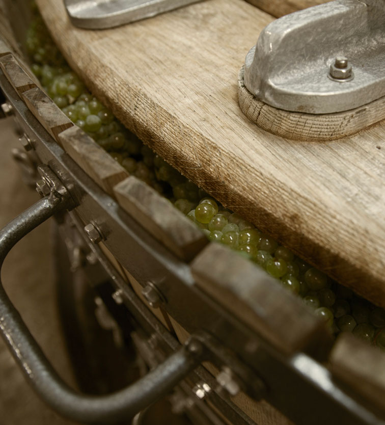 Raisins dans le pressoir traditionnel