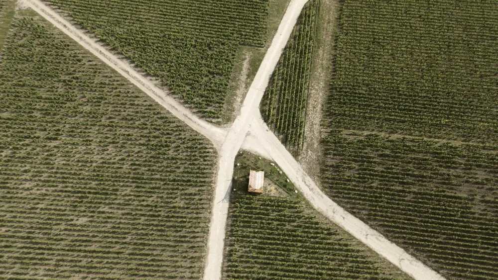 Vue aérienne des vignes, la vigne comme philosophie