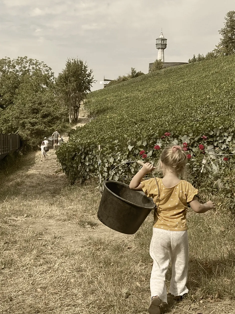 Jeune fille pendant les vendanges à Verzenay